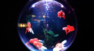 Gone Phishin’: What to watch for and how to keep from being a “Big Phish”