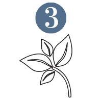 Step 3: Cultivation