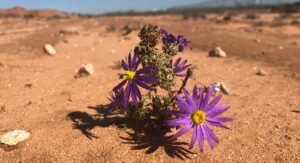 Building Student Resilience into Scholarship Program Management