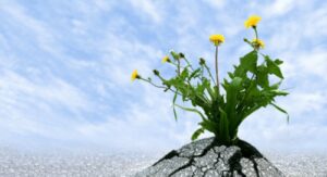 Changemakers: A Scholarship Approach to Building Resilient Programming