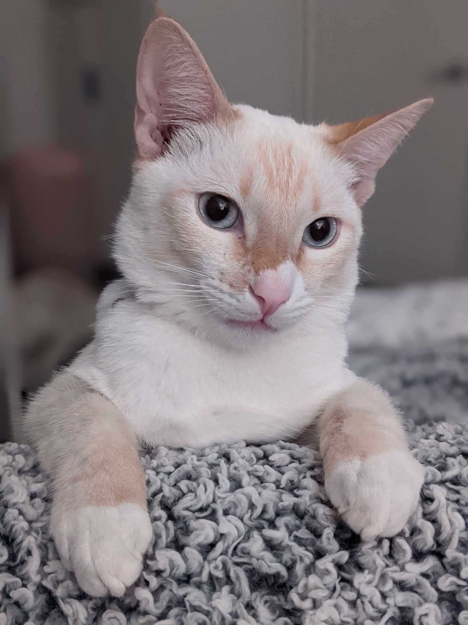 Messenger_creation_6911099e-b35c-469b-89a7-0fee61c4888b